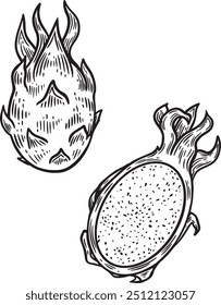 Ilustração de vetor desenhada à mão de fruta de dragão gravada.
