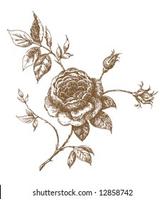 Engraved english rose. Vector illustration
