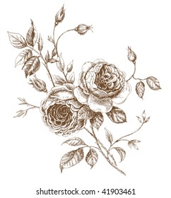 Engraved english rose. Vector illustration