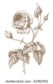 8,960 Rose etching Images, Stock Photos & Vectors | Shutterstock