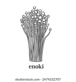 Engraved enoki mushroom vintage vector illustration.