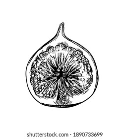 Insignia de higo grabada. Logo de la fruta. Fruto de boceto grabado a mano por vectores