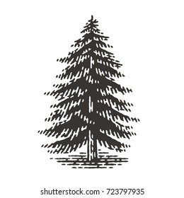 Engraved fir tree. Vector illustration of a fir tree. Hand drawn engraving style illustrations.