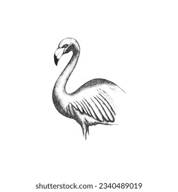 Engraved Flamingo Tropical Bird with Long Neck Vector Illustration. Sketch Drawing of Exotic Avian