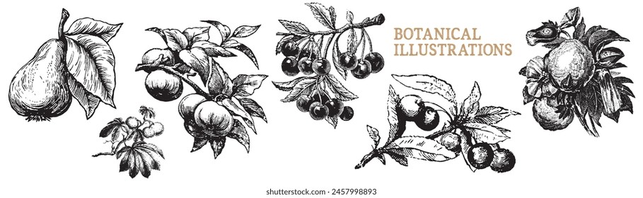 Engraved fruit set. Hand drawn fresh plants. Engraving pear, cherry, apple,  plum with leaves isolated on white background. Vector illustration. Fresh farm cuisine kitchen. Fruit branch engraved.