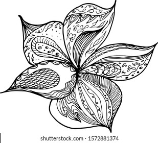 Engraved hand drawn abstract orchid. Retro flowers hand outline orchid, great design for any purposes. Outline vector. Nature background. Tropical plant. Floral design. Abstract art background