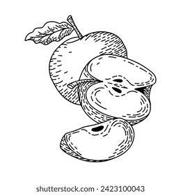 Engraved hand drawn contour drawing of apples. Botanical vintage retro drawing. Detailed vector outline illustration isolated on white background.