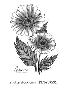 Engraved hand drawn illustrations of anemone. All element isolated. Design elements for wedding invitations, greeting cards, wrapping paper, cosmetics packaging, labels, tags, quotes, blogs, posters