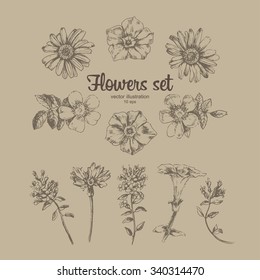 Engraved hand drawn illustrations of chamomile,  rosehips, cornflower, phlox. Flower buds, leaves and stems. Hand drawn illustration. Medicinal herbs