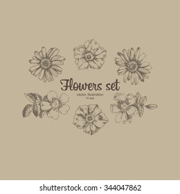 Engraved hand drawn illustrations of chamomile,  rosehips, cornflower, phlox. Flower buds, leaves and stems. Hand drawn illustration. Medicinal herbs