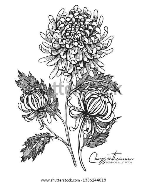 Engraved Hand Drawn Illustrations Chrysanthemum All Stock Vector