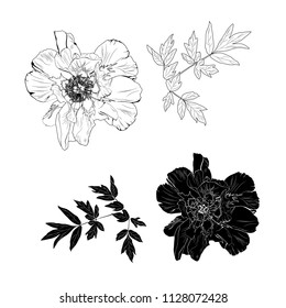 Engraved hand drawn illustrations of ornate peonies. Flowers and  leaves can be easily separated and removed.