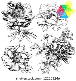 Engraved hand drawn illustrations of ornate peonies. Flower buds, leaves and stems can be easily separated and removed