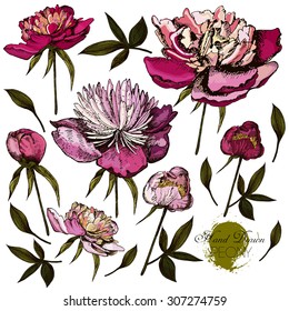 Engraved hand drawn illustrations of ornate peonies. Vector.