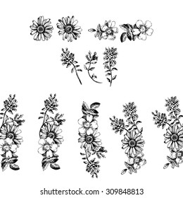 Engraved hand drawn illustrations of ornate chamomile, rosehips, thyme. Flower buds, leaves and stems. Hand drawn illustration. Medicinal herbs