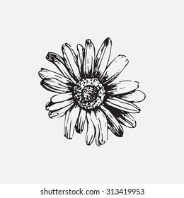 Engraved hand drawn illustrations of ornate chamomile. Flower buds, leaves and stems. Hand drawn illustration. Medicinal herbs