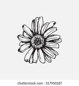 Engraved hand drawn illustrations of ornate chamomile. Flower buds, leaves and stems. Hand drawn illustration. Medicinal herbs