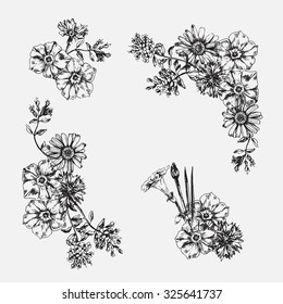 Engraved hand drawn illustrations of ornate chamomile. Flower buds, leaves and stems. Hand drawn illustration. Medicinal herbs