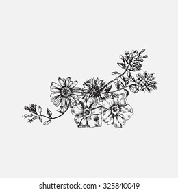 Engraved hand drawn illustrations of ornate chamomile. Flower buds, leaves and stems. Hand drawn illustration. Medicinal herbs