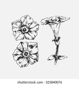 Engraved hand drawn illustrations of ornate chamomile. Flower buds, leaves and stems. Hand drawn illustration. Medicinal herbs