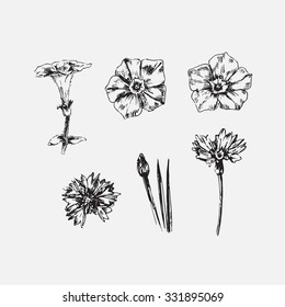 Engraved hand drawn illustrations of ornate chamomile. Flower buds, leaves and stems. Hand drawn illustration. Medicinal herbs