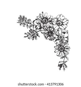 Engraved hand drawn illustrations of ornate chamomile. Flower buds, leaves and stems. Hand drawn illustration. Medicinal herbs
