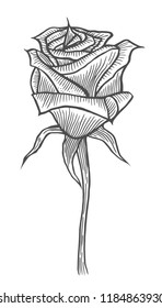 Engraved hand drawn illustrations of rose flower isolated on white