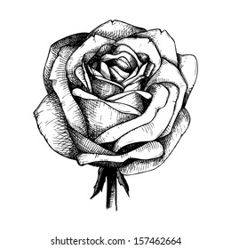 Ilustraciones grabadas a mano de la flor de rosa aisladas en blanco