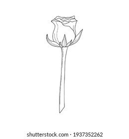 Engraved hand drawn illustrations of rose flower isolated on white