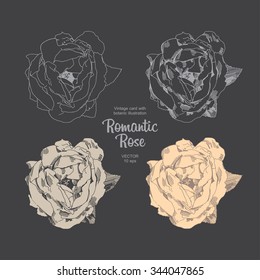 Engraved hand drawn illustrations of rose. Flower buds, leaves and stems. Hand drawn illustration. Medicinal herbs
