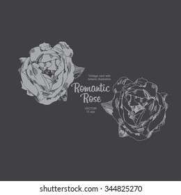 Engraved hand drawn illustrations of rose. Flower buds, leaves and stems.