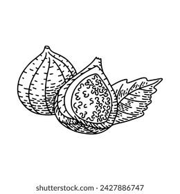 Gravierte handgezeichnete Umrisszeichnung von Feigen. Handgezeichnetes Obst und geschnittenes Stück. Sommer Essen graviert Stil Illustration. Detaillierte vegetarische Skizze. Ideal für Etikett, Poster, Druck, Menü