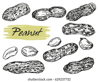 Engraved hand drawn peanut illustration. Organic Food.