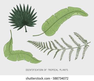 Hojas tropicales o exóticas grabadas, dibujadas a mano, aisladas, hoja de diferentes plantas de aspecto vintage. monstera y helecho, palma con conjunto de botánica de plátano.