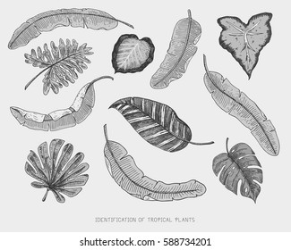 engraved, hand drawn tropical or exotic leaves isolated, leaf of different vintage looking plants. monstera and fern, palm with banana botany set.