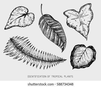 engraved, hand drawn tropical or exotic leaves isolated, leaf of different vintage looking plants. monstera and fern, palm with banana botany set.