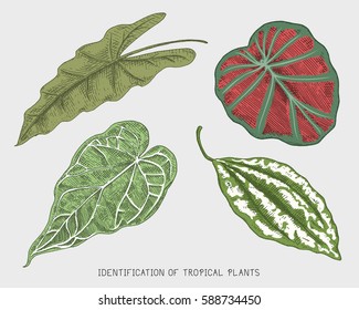 engraved, hand drawn tropical or exotic leaves isolated, leaf of different vintage looking plants. monstera and fern, palm with banana botany set.