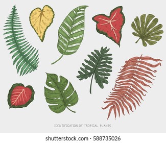 engraved, hand drawn tropical or exotic leaves isolated, leaf of different vintage looking plants. monstera and fern, palm with banana botany set.