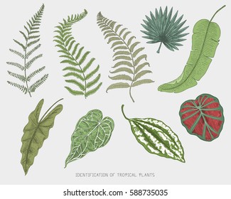 engraved, hand drawn tropical or exotic leaves isolated, leaf of different vintage looking plants. monstera and fern, palm with banana botany set.
