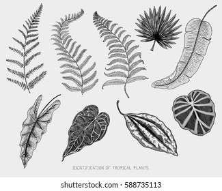 engraved, hand drawn tropical or exotic leaves isolated, leaf of different vintage looking plants. monstera and fern, palm with banana botany set.