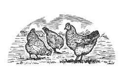
Engraved Hens On The Grass In Farmland. Hand Drawn Vector Illustration