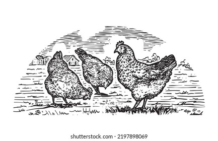 
Engraved hens on the grass in farmland. Hand drawn vector illustration