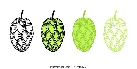 Engraved hop cone set. Black and color hops vector flat illustration or icon isolated on white background.