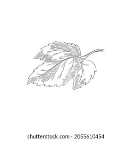 Engraved hop leaf - sketch vector illustration isolated on white background. Monochrome leaf in hand drawn vintage style for beer labels or packing.