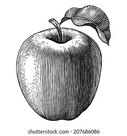 Engraved illustration of an apple. Vector