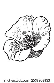 engraved illustration of a blooming flower, vector isolated