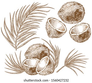 Engraved illustration of coconuts and palm leaves. Vector hand drawn sketch of tropical food and plant in vintage etching style isolated on white background