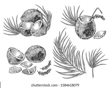 Engraved illustration of coconuts, palm leaves and cocktail. Vector hand drawn sketch of tropical food, drink and flowers in vintage etching style isolated on white background