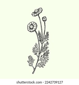 Engraved illustration of cosmos isolated on white background. Design elements for wedding invitations, greeting cards, wrapping paper, cosmetics packaging, labels, tags, quotes, blogs, posters