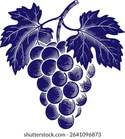 Engraved Illustration of a Grape Cluster